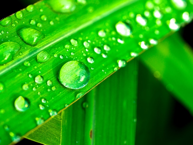 Goutte Deau Sur La Feuille Télécharger Des Photos Premium