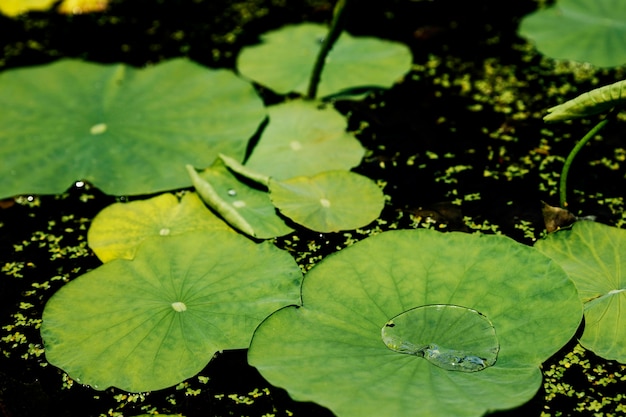 Goutte D Eau En Forme De Coeur Sur La Surface Verte De La Feuille De Lotus Photo Gratuite