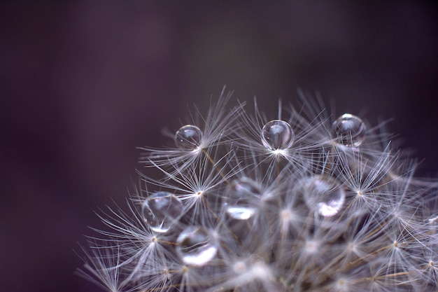  Gouttes  D eau  Transparentes Sur Une Macro Fleur  De 