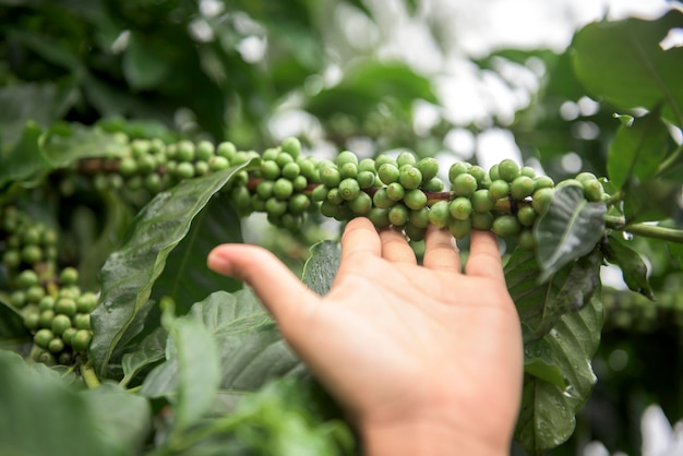 Grains de café vert poussant sur la branche à chiang mai, thaïlande Photo Premium