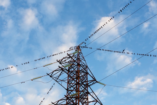 Oiseaux Fil Vecteurs Et Photos Gratuites