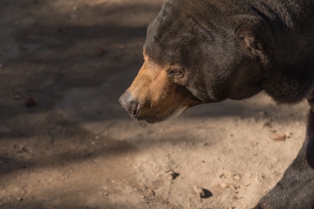 Grand ours brun entendre (ursus arctos) avec fond sombre Photo Premium