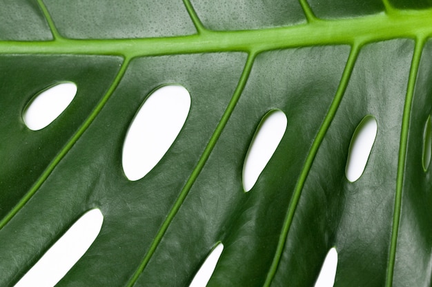 Grande Feuille Verte De Monstera Plante Sur Fond Blanc ...