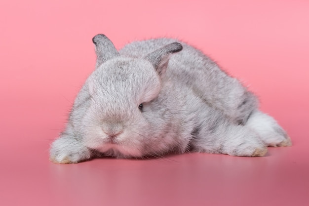 Gris Adorable Bebe Lapin Sur Fond Rose Mignon Bebe Lapin Photo Premium