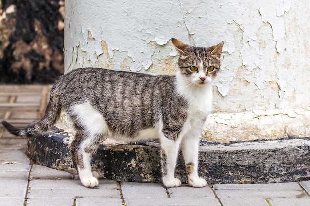 Gris Avec Des Taches Blanches De Chat A La Colonne De La Maison Photo Premium