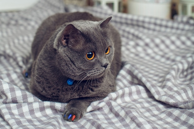 Gros Chat Gris Aux Yeux Jaunes Sur Fond Quadrille Gris Photo Premium