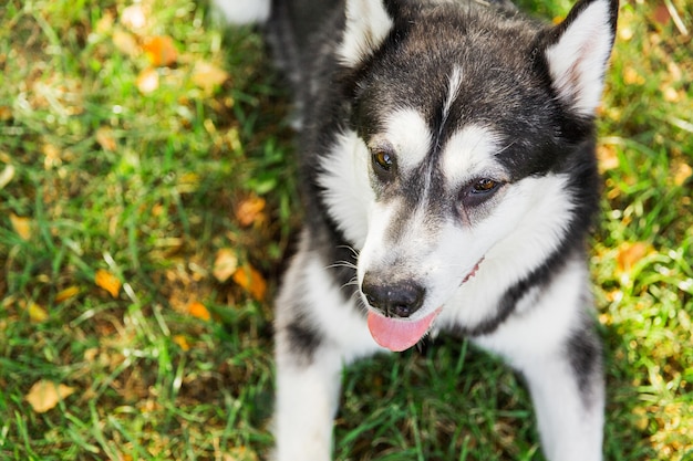 Gros Chien Husky Couché Sur Lherbe Verte Dans Le Parc