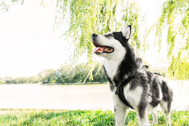 Gros Chien Husky Dans Le Parc Chien Noir Et Blanc Visage