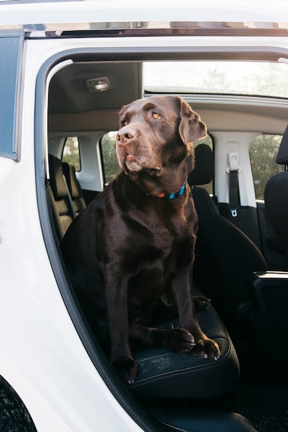 Gros chien noir en voiture Photo gratuit
