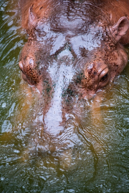 Gros Hippopotame Dans L Eau Photo Premium