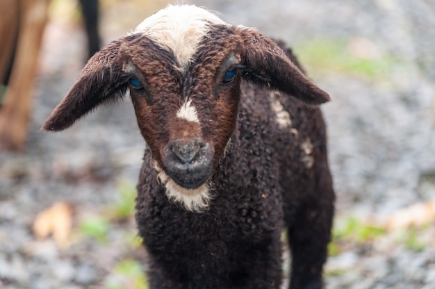 Gros Plan D Une Adorable Chevre Bebe Moelleux Aux Yeux Bleus Photo Gratuite