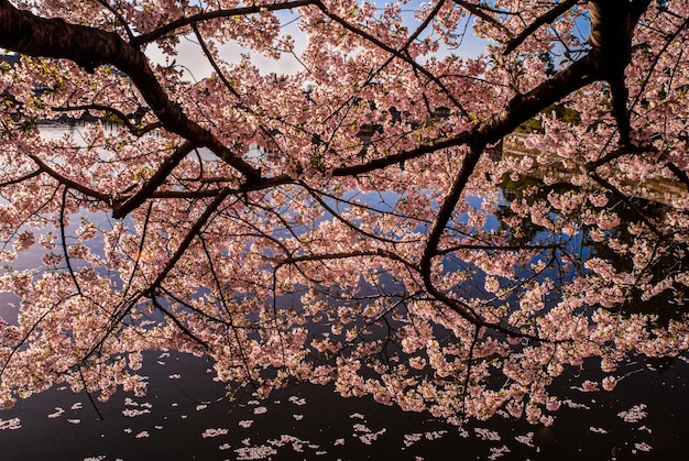 Gros Plan D Arbre De Fleur De Cerisier Photo Gratuite