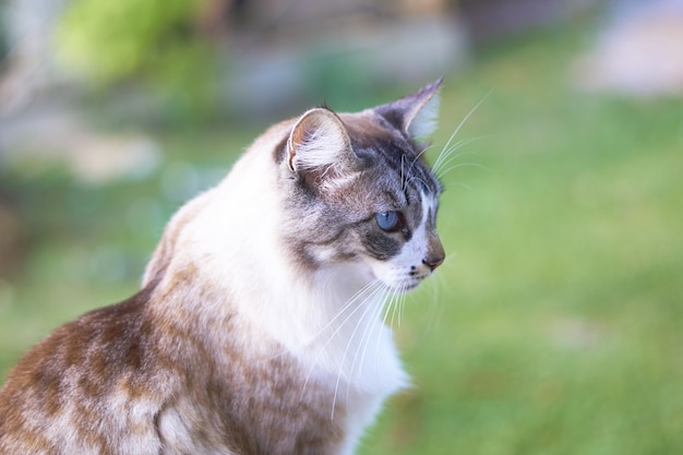 Gros Plan D Un Beau Chat Blanc Et Brun Aux Yeux Bleus Avec Un Arriere Plan Flou Photo Gratuite