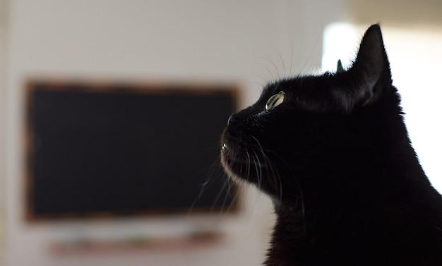 Un Gros Plan D Un Beau Chat Noir Aux Yeux Verts Sur Floue Photo Premium