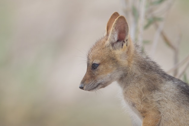 Gros Plan D Un Bebe Renard Veloce A La Recherche Au Loin Photo Gratuite