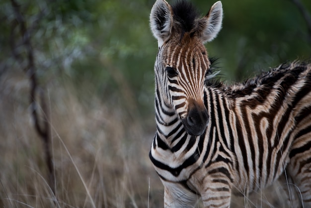 Gros Plan D Un Bebe Zebre Photo Gratuite