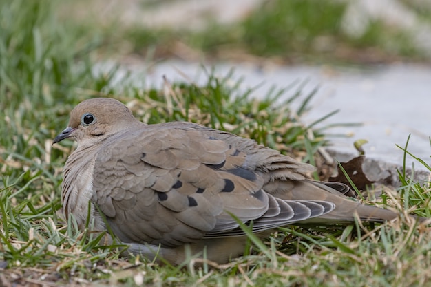 Gros Plan D Une Belle Colombe De Deuil Reposant Sur Un Sol En Herbe Photo Gratuite