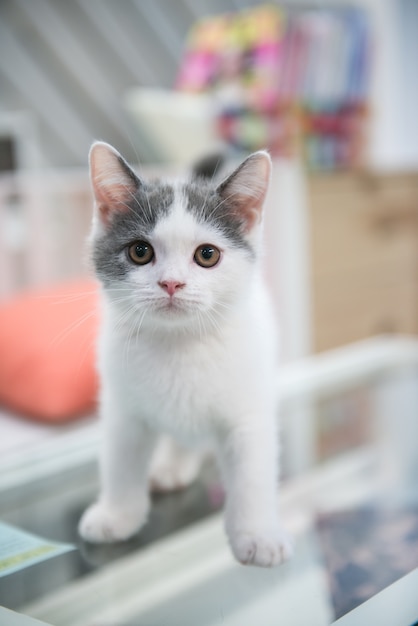 Gros Plan Bi Couleur Pli Ecossais Chat Debout Sur Verre Table Photo Premium