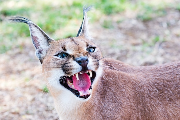 Images Caracal Vecteurs Photos Et Psd Gratuits