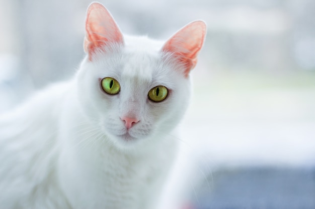 Gros Plan Sur Chat Blanc Aux Yeux Jaunes Photo Premium