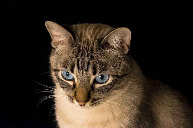 Gros Plan D Un Chat Gris Aux Yeux Bleus Sur Fond Noir Photo Gratuite