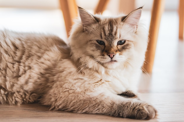 Gros Plan D Un Chat Mignon Couche Sur Le Plancher En Bois Avec Un Regard Fier Photo Gratuite