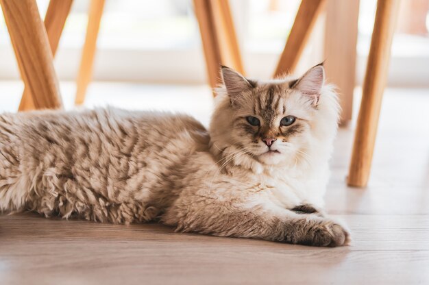 Gros Plan D Un Chat Mignon Couche Sous Les Chaises Sur Le Plancher En Bois Photo Gratuite