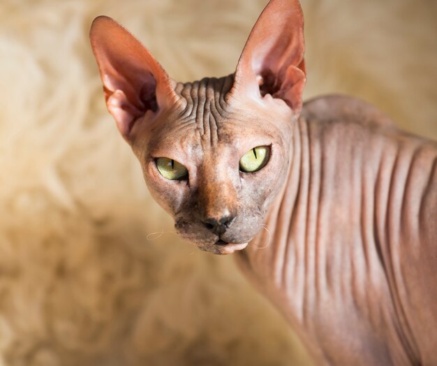 Gros Plan De Chat Sans Poils Sphynx Photo Premium