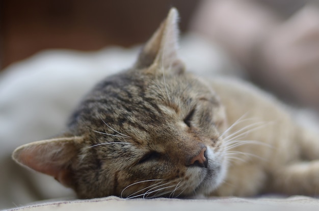 Gros Plan D Un Chat Tigre Triste Et Paresseux Sieste Sur Le Canape A L Exterieur En Soiree Photo Premium