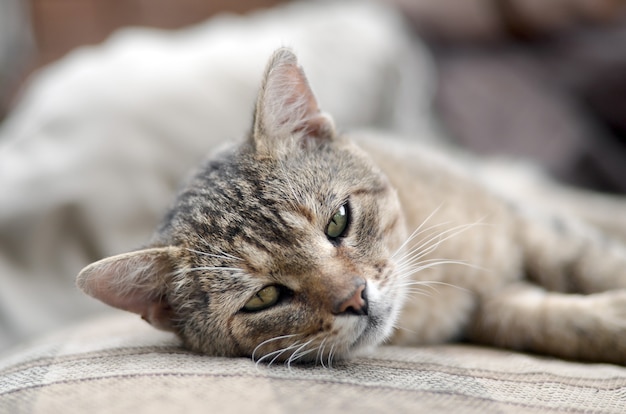 Gros Plan D Un Chat Tigre Triste Et Paresseux Sieste Sur Le Canape A L Exterieur En Soiree Photo Premium