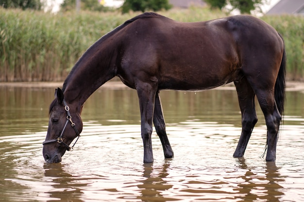 Gros Plan D Un Cheval Noir Boit De L Eau D Un Lac Un Tour A Cheval Photo Premium