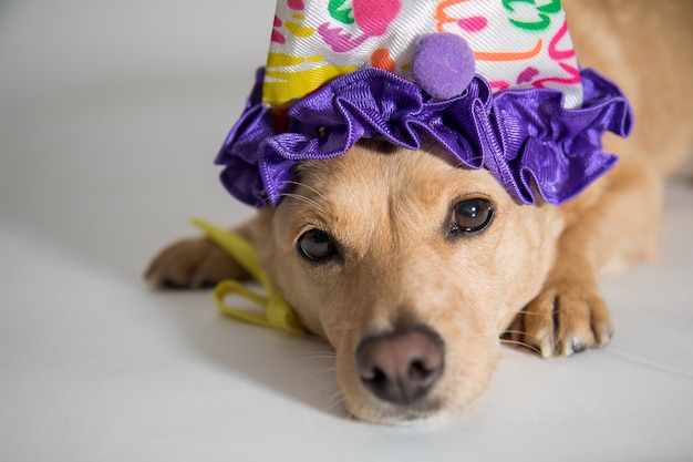 Gros Plan D Un Chien Mignon Avec Un Chapeau D Anniversaire En Regardant La Camera Photo Gratuite