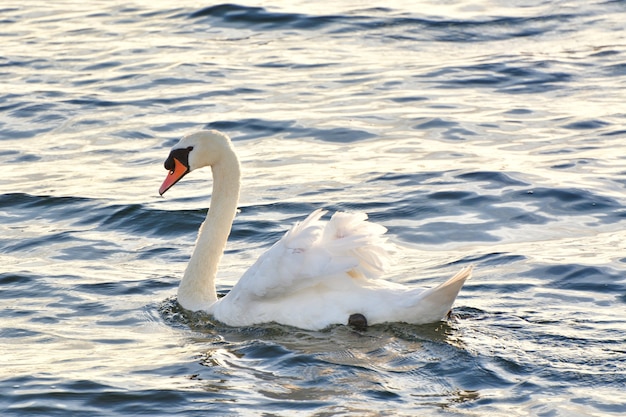 Gros Plan D Un Cygne Blanc Sur Le Lac Photo Gratuite