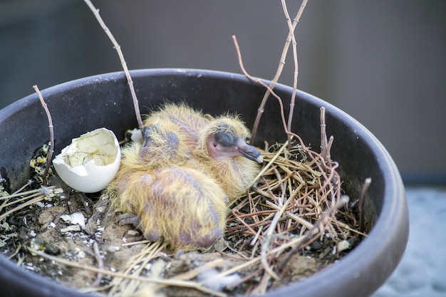 Gros Plan De Deux Poussins De Bebe Pigeons Assis Dans Le Nid Et Dormir Photo Premium