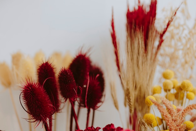 Gros Plan De Diverses Fleurs Séchées Rouges Et Jaunes