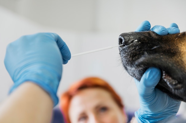Gros plan, docteur, vérification, nez chien Photo gratuit