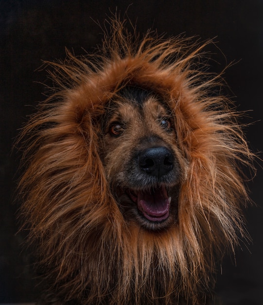 Gros Plan Du Drole De Chien De Croisement Avec Une Perruque De Lion Sur Fond Noir Image Isolee Photo Premium