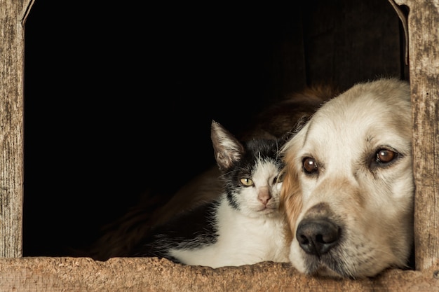 Gros Plan Du Museau D Un Chien Mignon Et D Un Chat Assis Joue Contre Joue Photo Gratuite