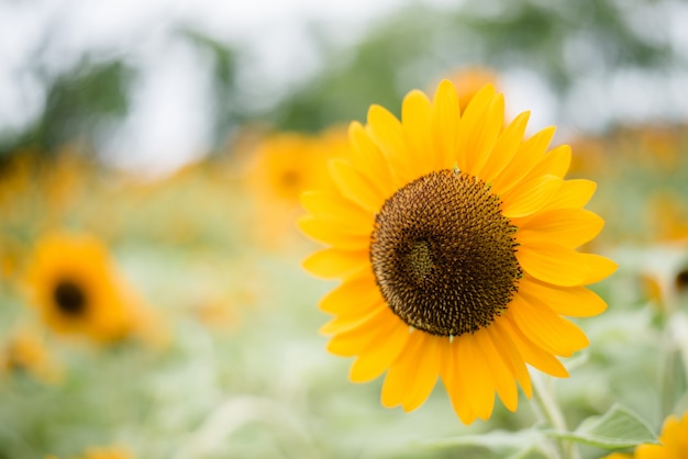 Gros Plan Du Tournesol En Fleurs Sur Le Terrain Avec Fond De