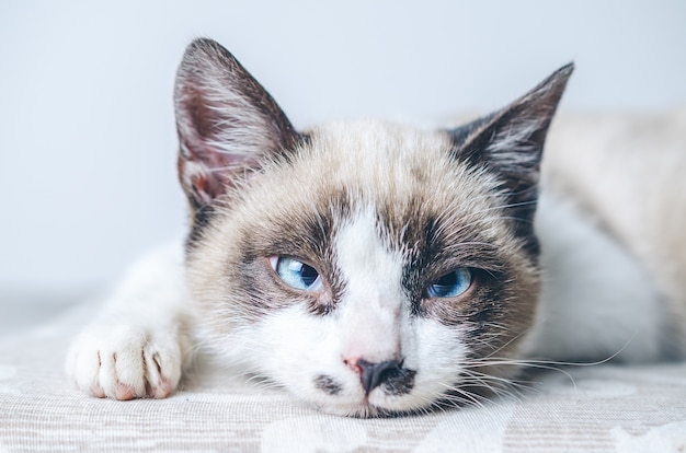 Gros Plan Du Visage Brun Et Blanc D Un Joli Chat Aux Yeux Bleus Photo Gratuite