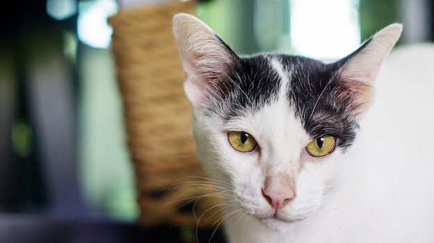 Gros Plan Du Visage De Chat Noir Et Blanc Télécharger Des