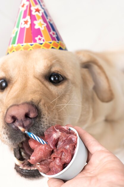 Gros Plan Du Visage De Chien Chien Mange Du Gateau De Viande En L Honneur De L Anniversaire Photo Premium