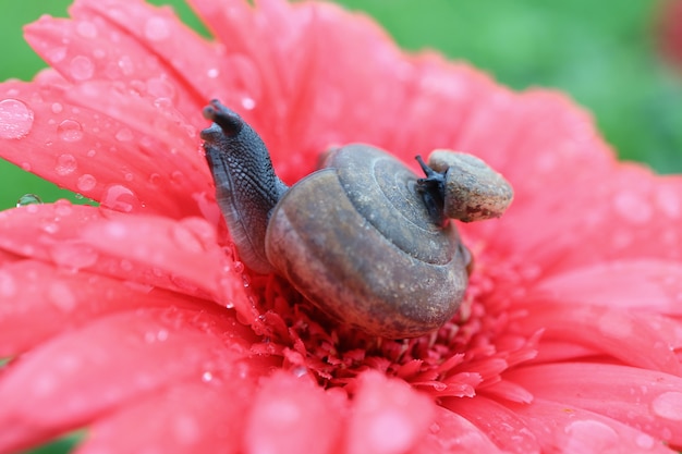 Gros Plan Escargot Porter Bebe Escargot Coquille Reposer Vif Fleur Rose A Gouttelettes Eau Photo Premium