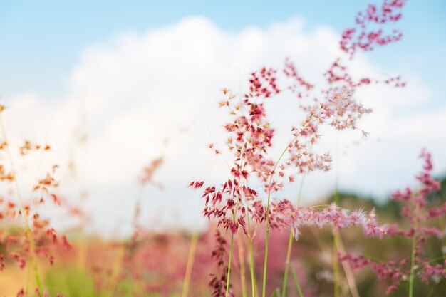 Gros Plan Fleur Blanche Dans Le Champ Avec Fond De Lever De