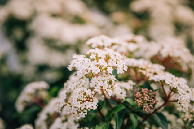 Gros plan, fleur blanche, printemps Photo gratuit
