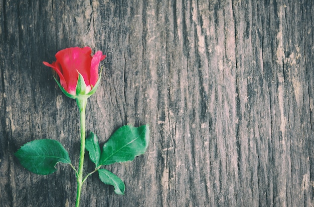 Gros Plan Dune Fleur Rose Rouge Sur Fond En Bois Avec Ton