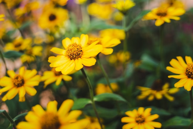 Gros plan, floraison, jaune, fleurs, été, chaud, lumière, beaucoup, brouillé, feuilles vertes Photo Premium