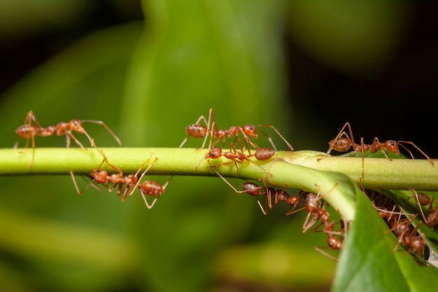 Gros Plan Fourmi Rouge Sur Arbre Nature Thailande Photo Premium