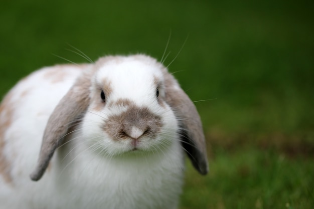 Gros Plan D Un Lapin Mignon Sur L Herbe Verte Avec Un Arriere Plan Flou Photo Gratuite