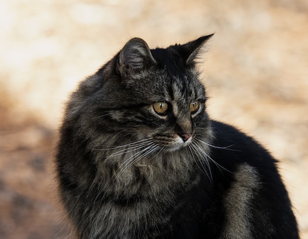 Gros Plan D Un Mignon Chat Domestique Noir A Poil Long Photo Gratuite